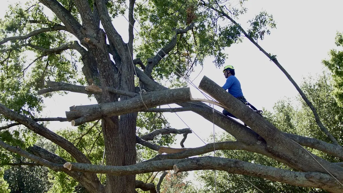 Professional Crown Thinning performed by certified arborists in Asherton