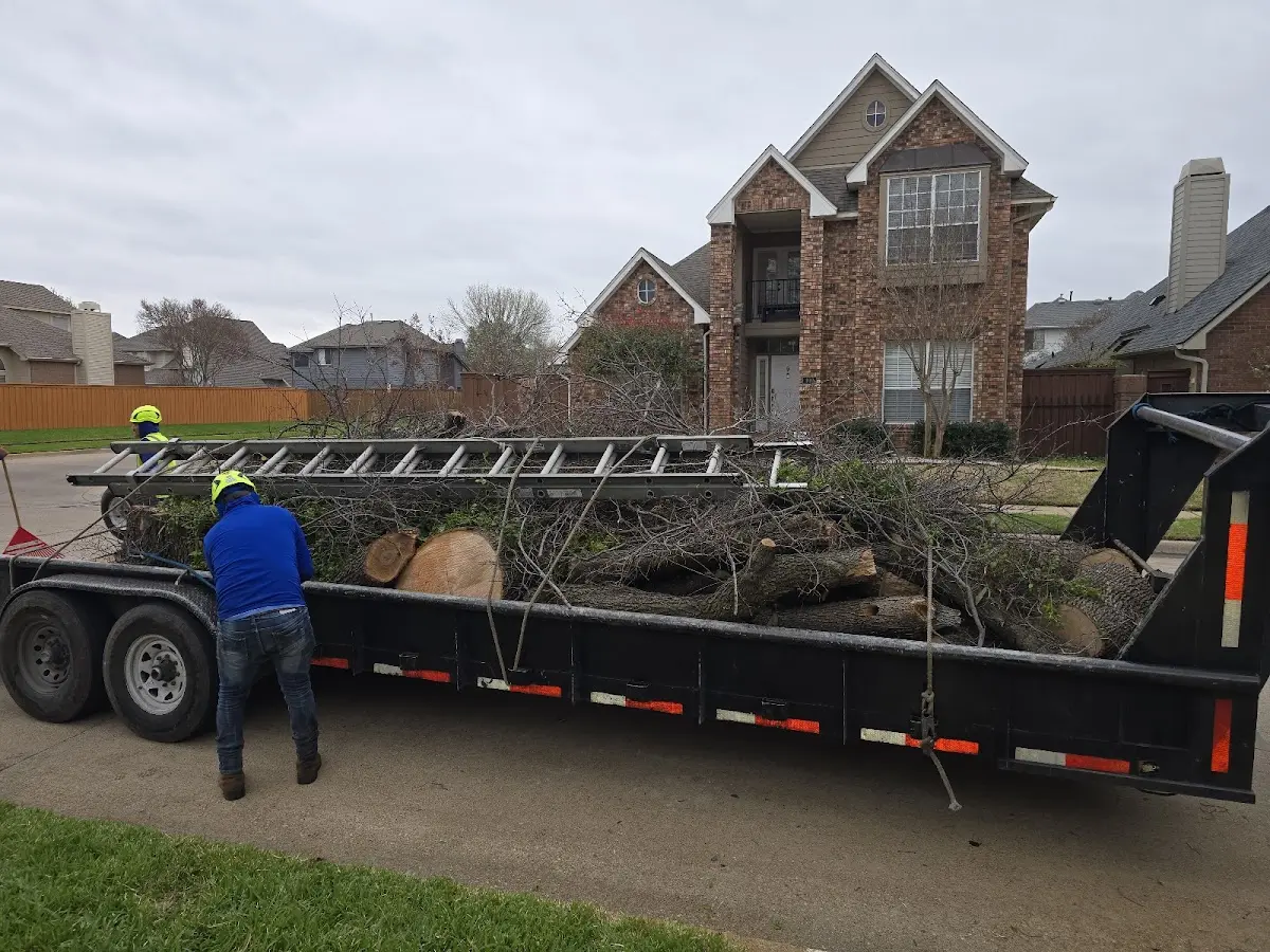 Expert Tree Removal with proper safety equipment in Asherton